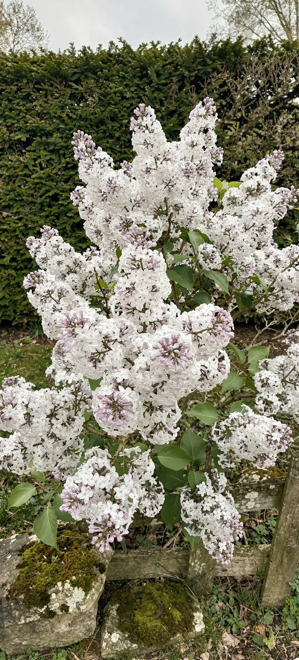 White Lilac Spring Bloom