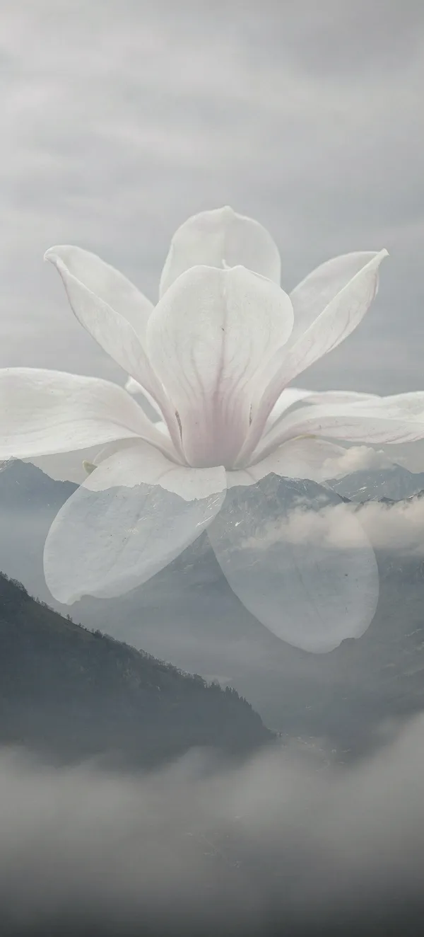 Magnolia Mountain Dreamscape