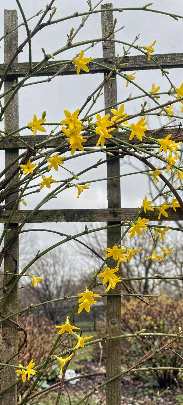 Winter Jasmine Garden
