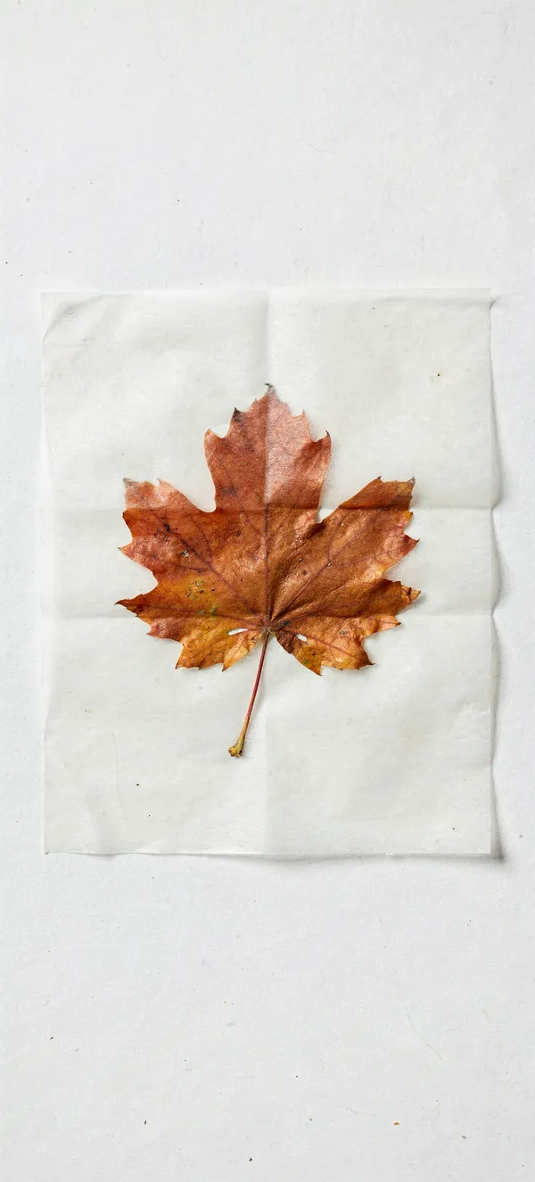 Pressed Autumn Leaf Minimal Wallpaper