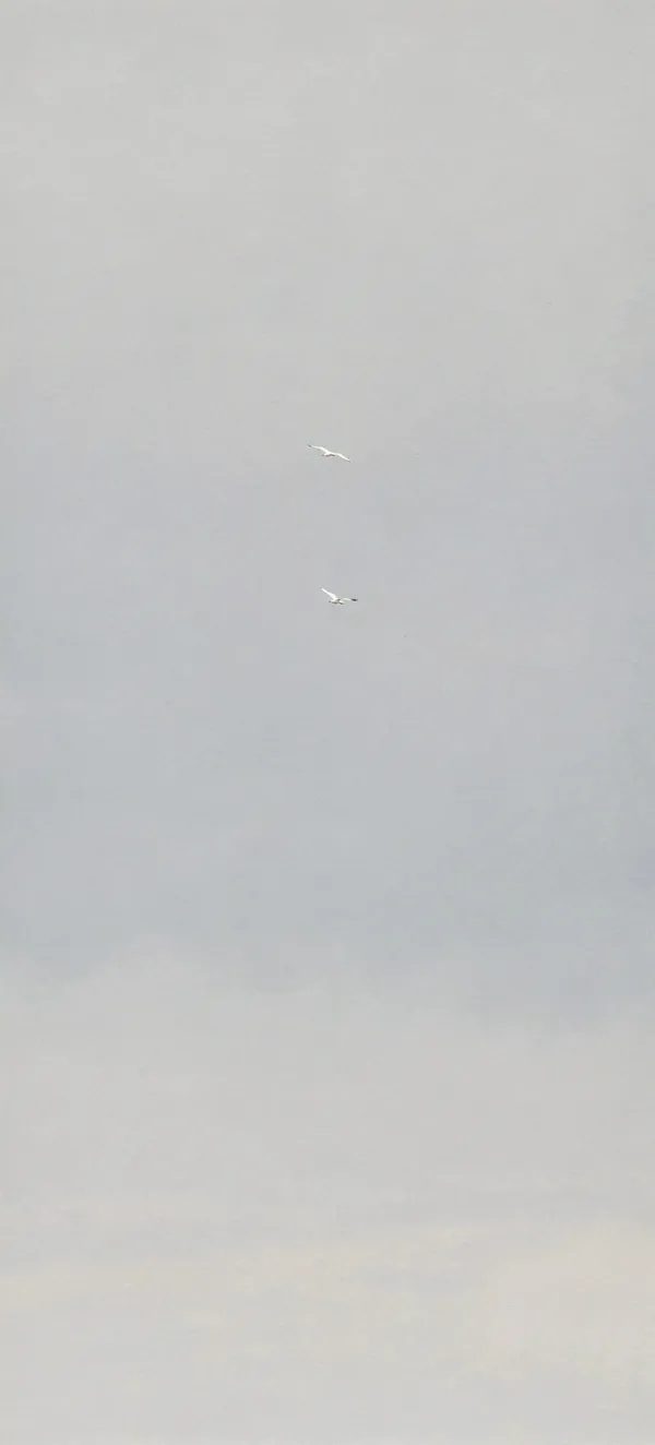 Distant Seabird Minimal
