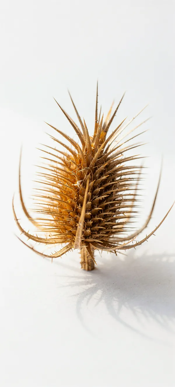 Dry Teasel Botanical