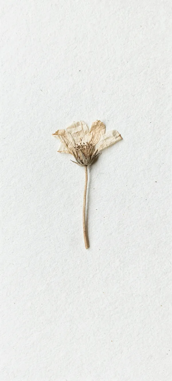 Minimal Pressed Flower
