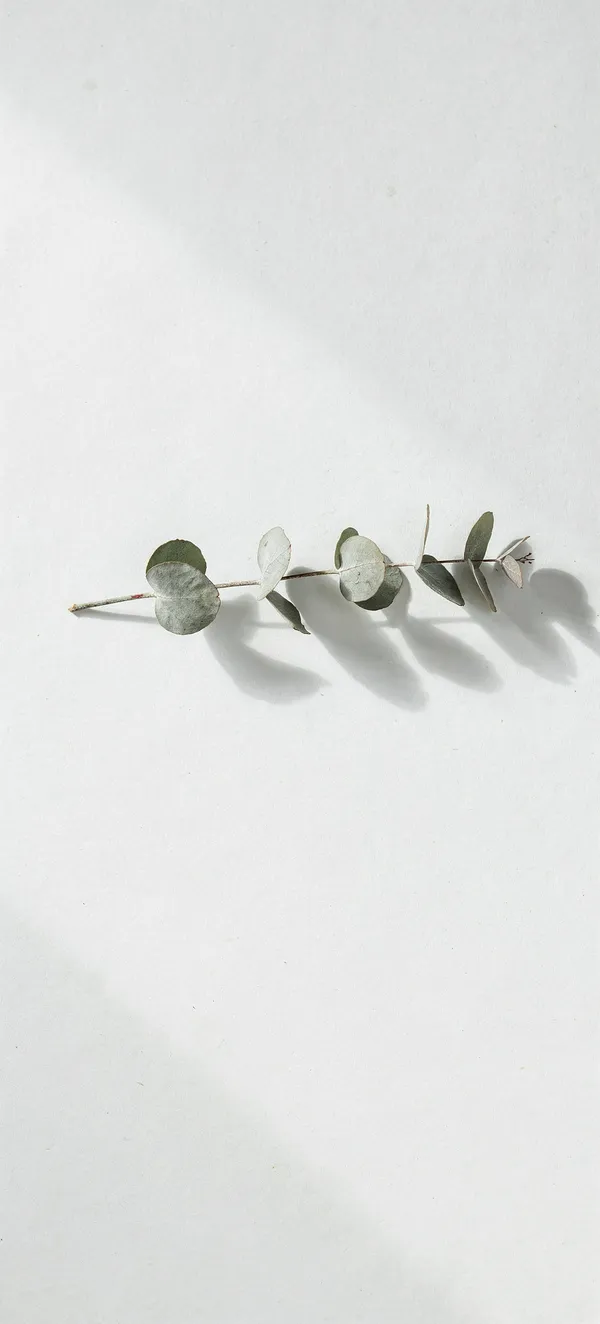 Minimal Eucalyptus Sprig