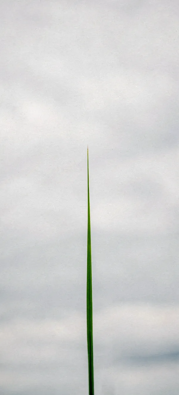 Solitary Grass Blade