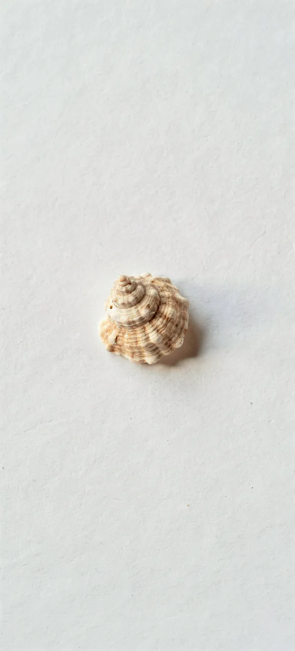 Minimal Seashell Zen