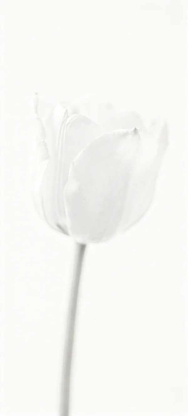 White Tulip Whisper