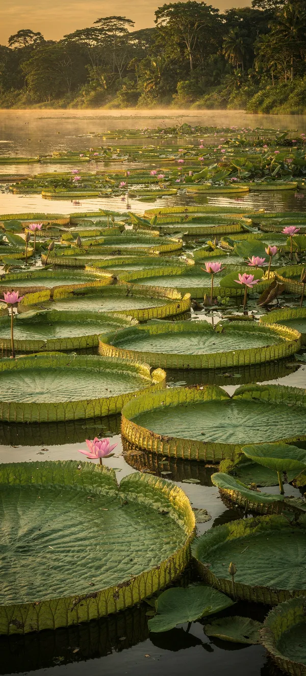 Amazon Water Lilies at Sunset
