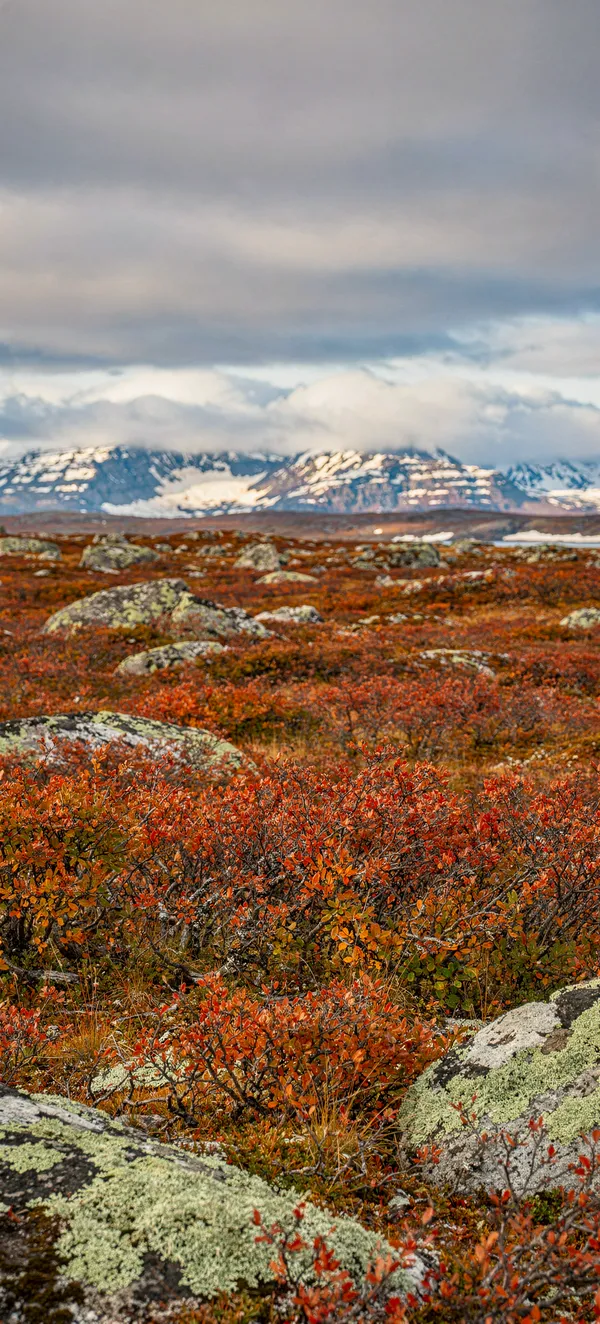 Arctic Tundra Autumn — Home screen