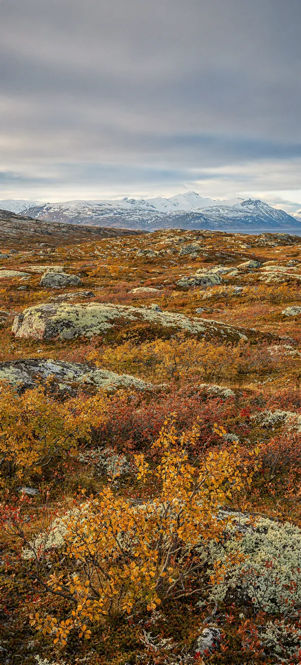 Arctic Tundra Autumn