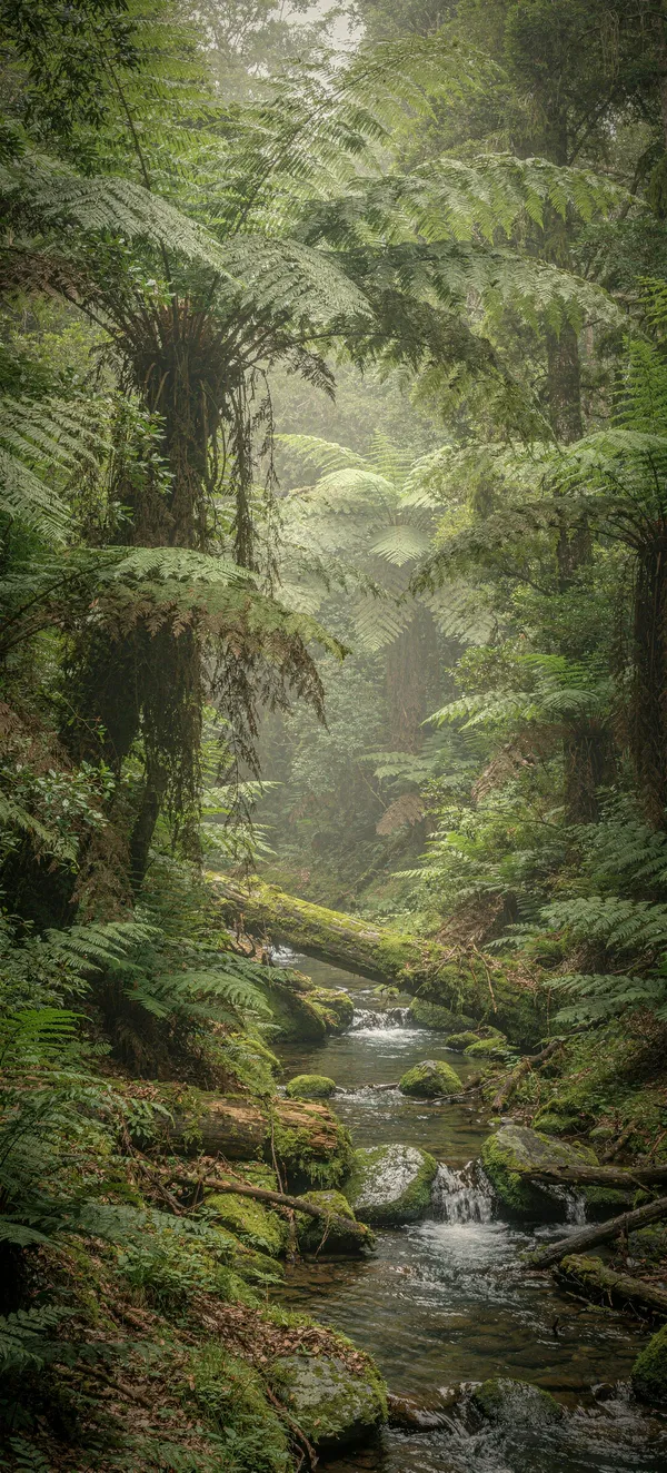 Fern Gully Rainforest
