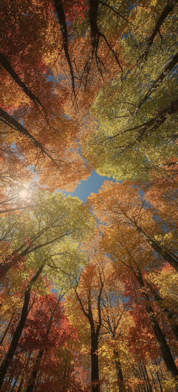 Autumn Forest Canopy 4K