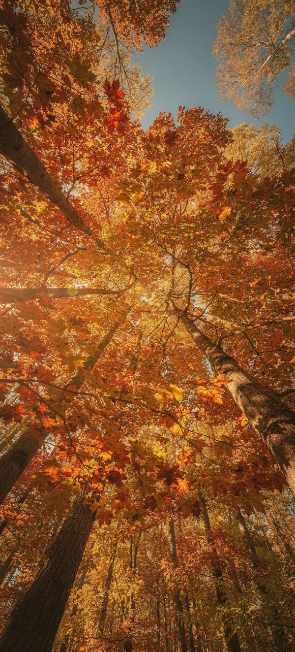 Autumn Maple Canopy
