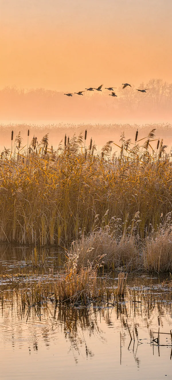 Autumn Wetland Sunrise