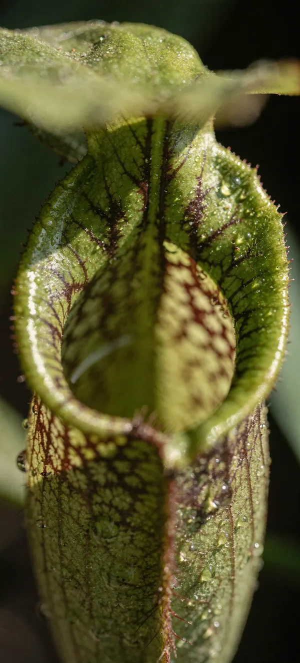 Carnivorous Pitcher Plant Macro
