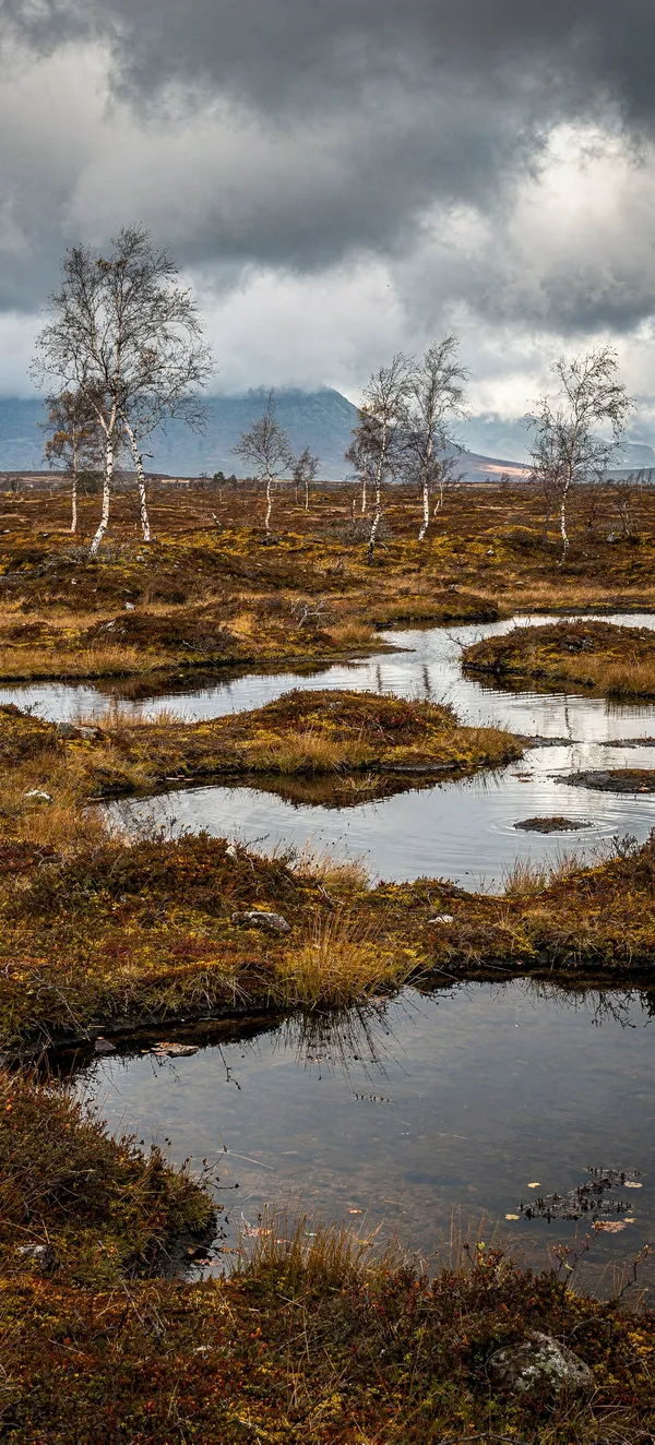 Dramatic Peat Bog Landscape