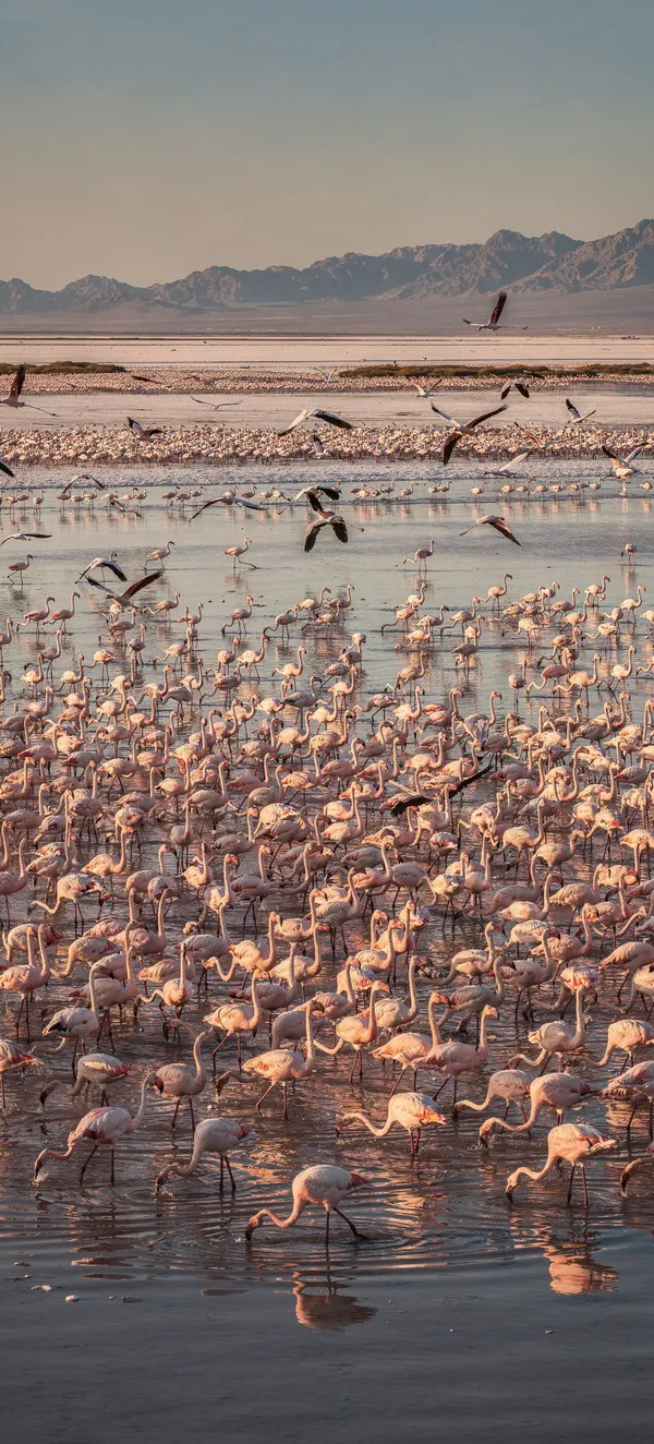 Flamingo Marsh Migration
