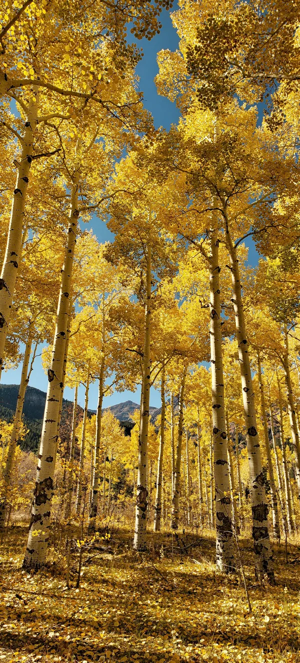 Golden Aspen Grove