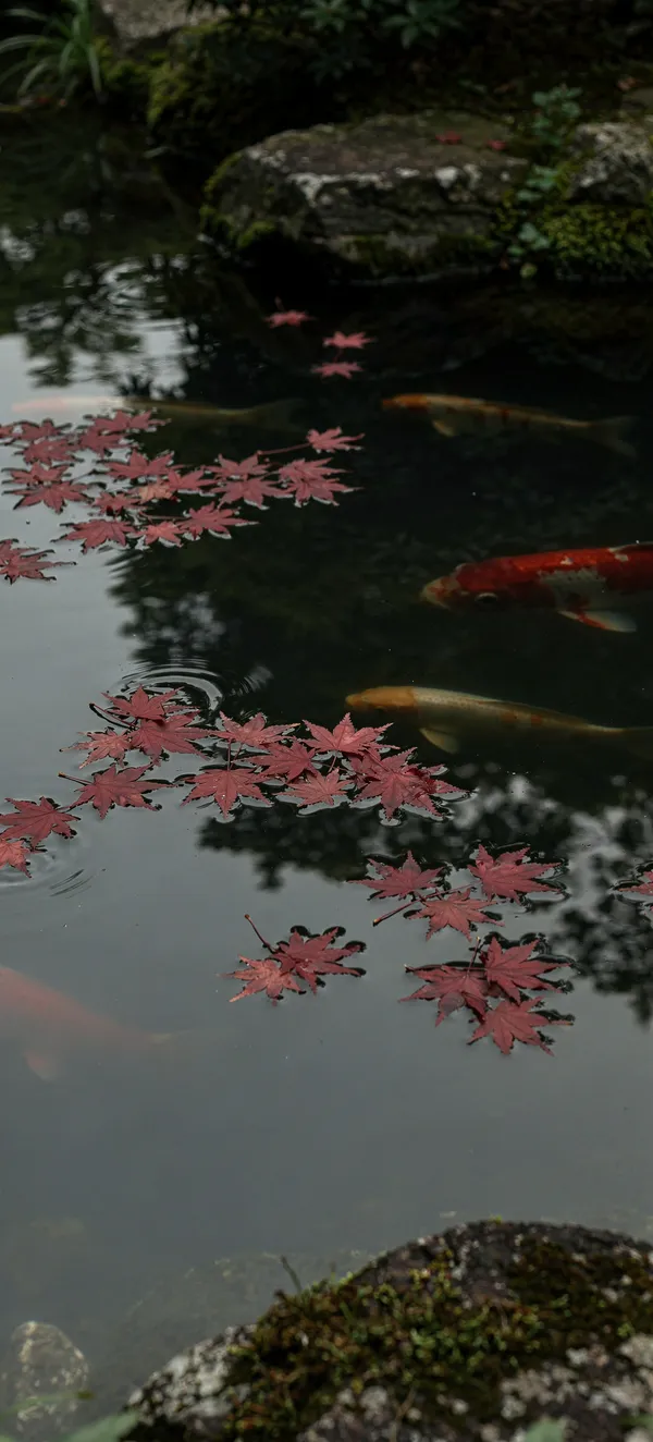 Maple Leaves Pond Garden