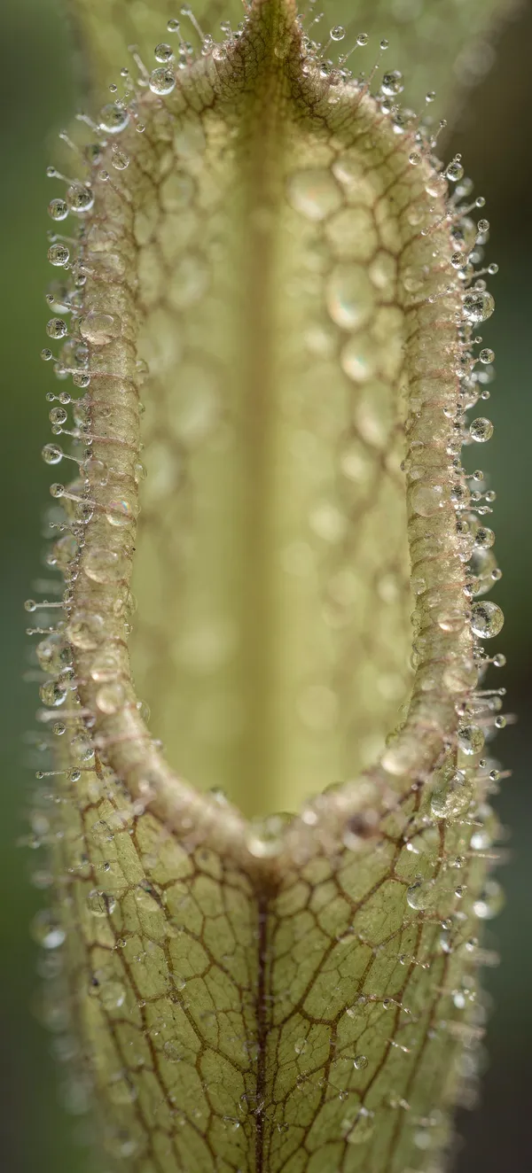 Carnivorous Pitcher Plant Macro