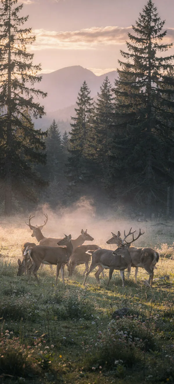 Mountain Dawn Deer