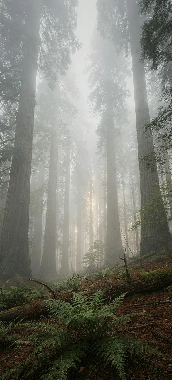 Redwood Forest Fog