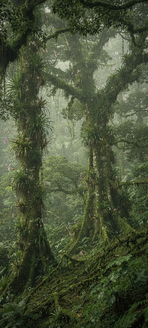 Misty Tropical Cloud Forest
