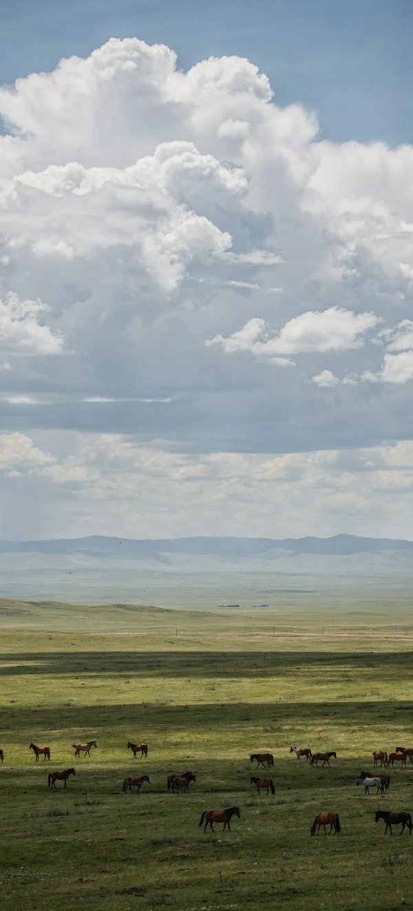 Mongolian Steppe Horses — Home screen