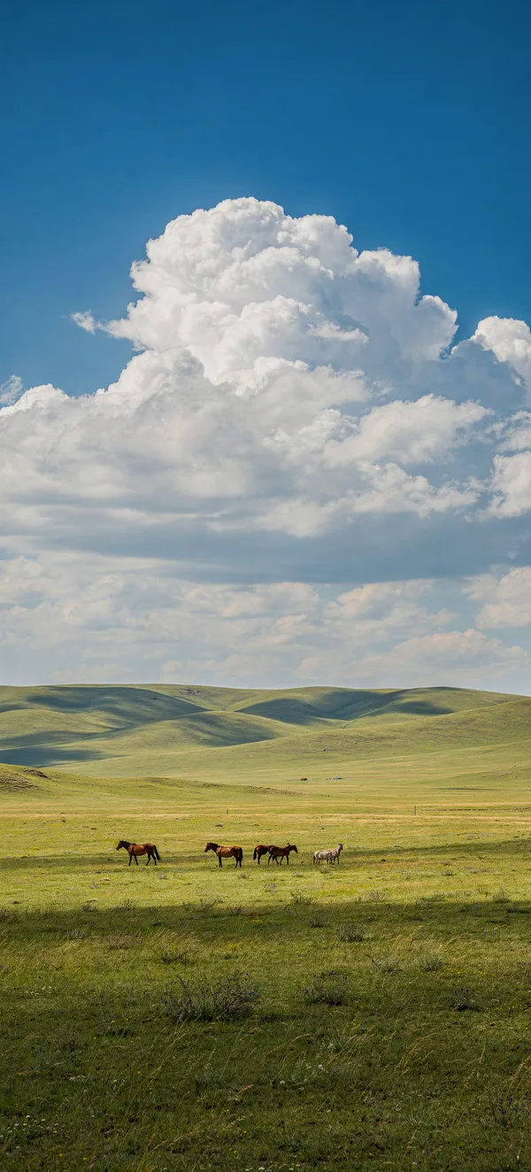 Mongolian Steppe Horses