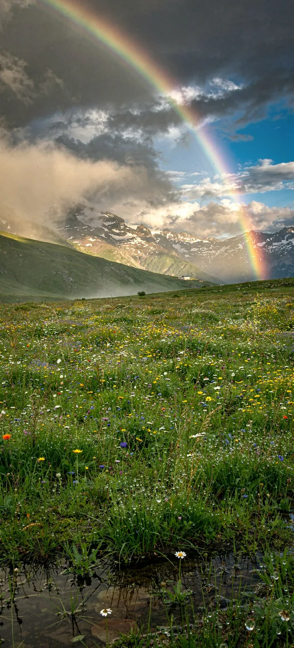 Mountain Meadow Rainbow