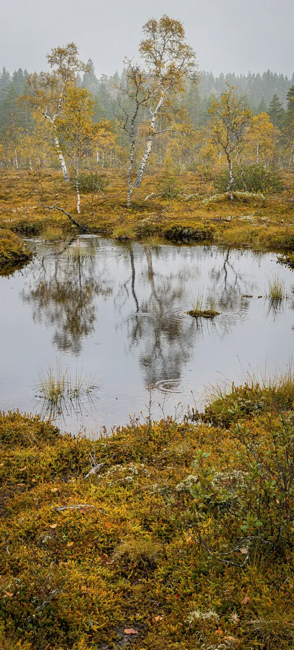 Autumn Bog Lake Reflection