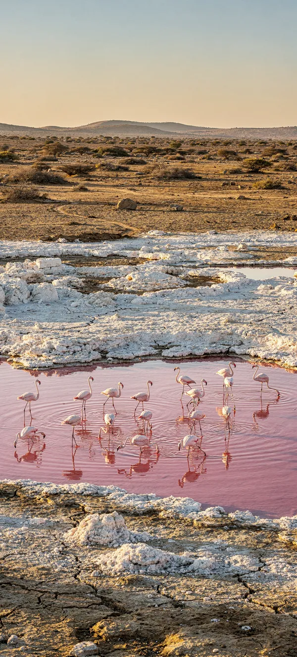 Pink Salt Lake with Flamingos