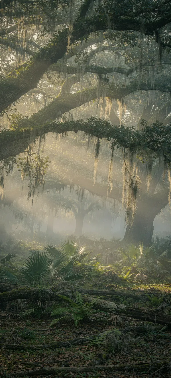 Misty Oak Forest