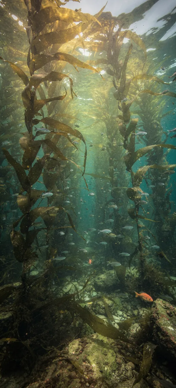 Underwater Kelp Forest