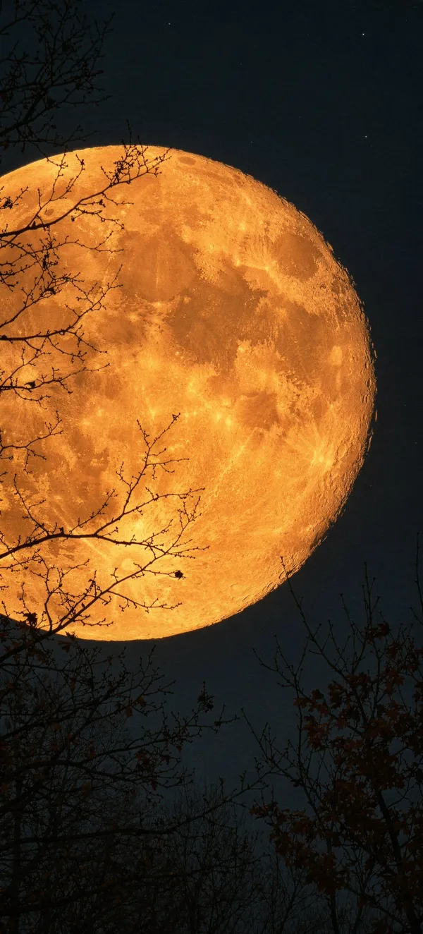 Hunter’s Moon 2026: Golden Moon through Branches