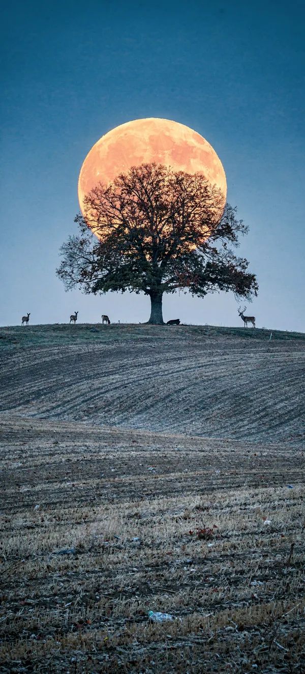 Hunter’s Moon 2026: Moon behind an Oak at Dusk
