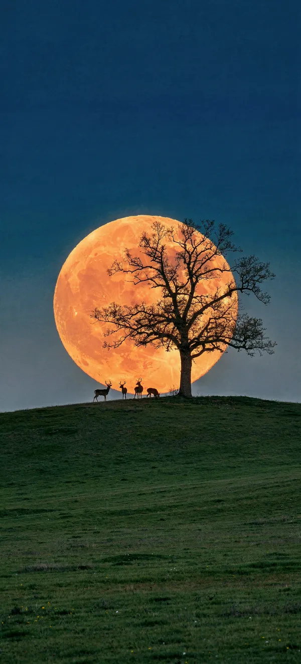 Hunter’s Moon 2026: Moonrise behind a Lone Oak