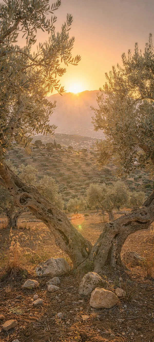Mediterranean Sunset Olive Grove