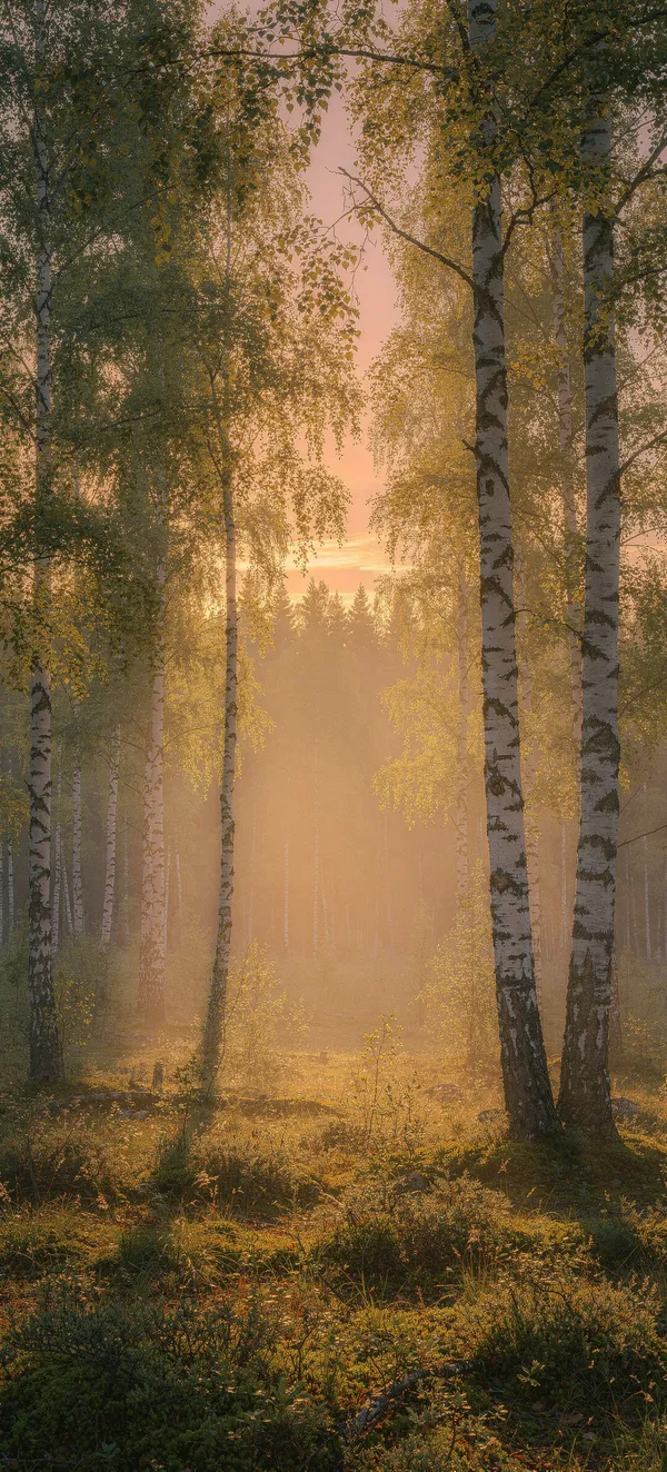 Misty Birch Forest Sunset