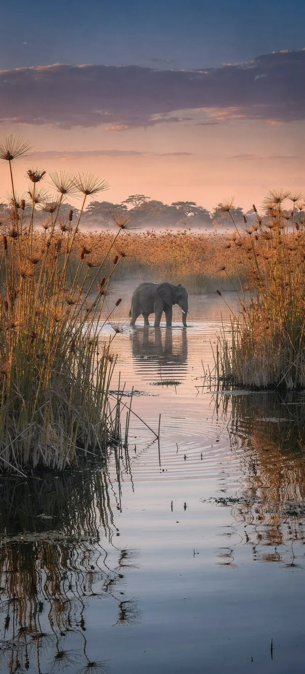Okavango Delta Sunset