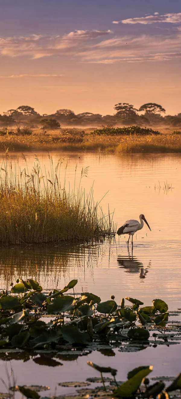 Pantanal Dusk with Jabiru Stork