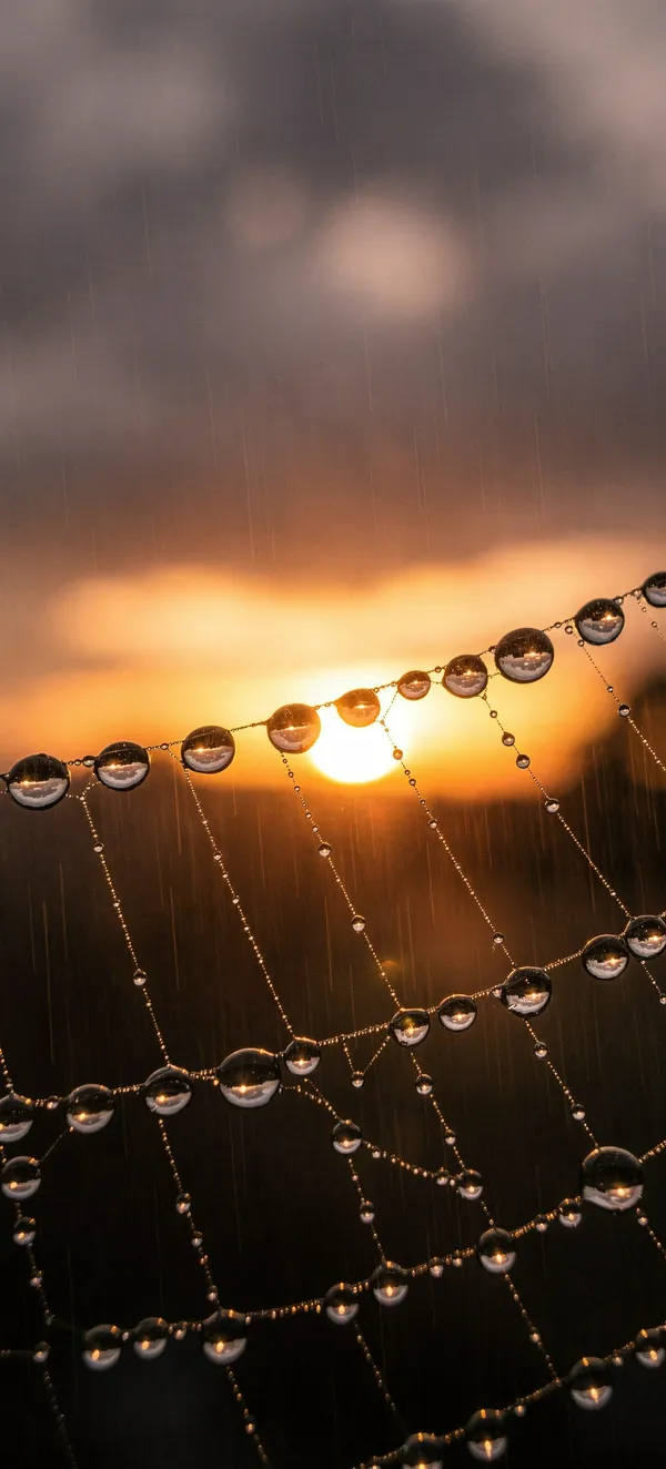 Raindrops on Spider Web at Sunset — Home screen