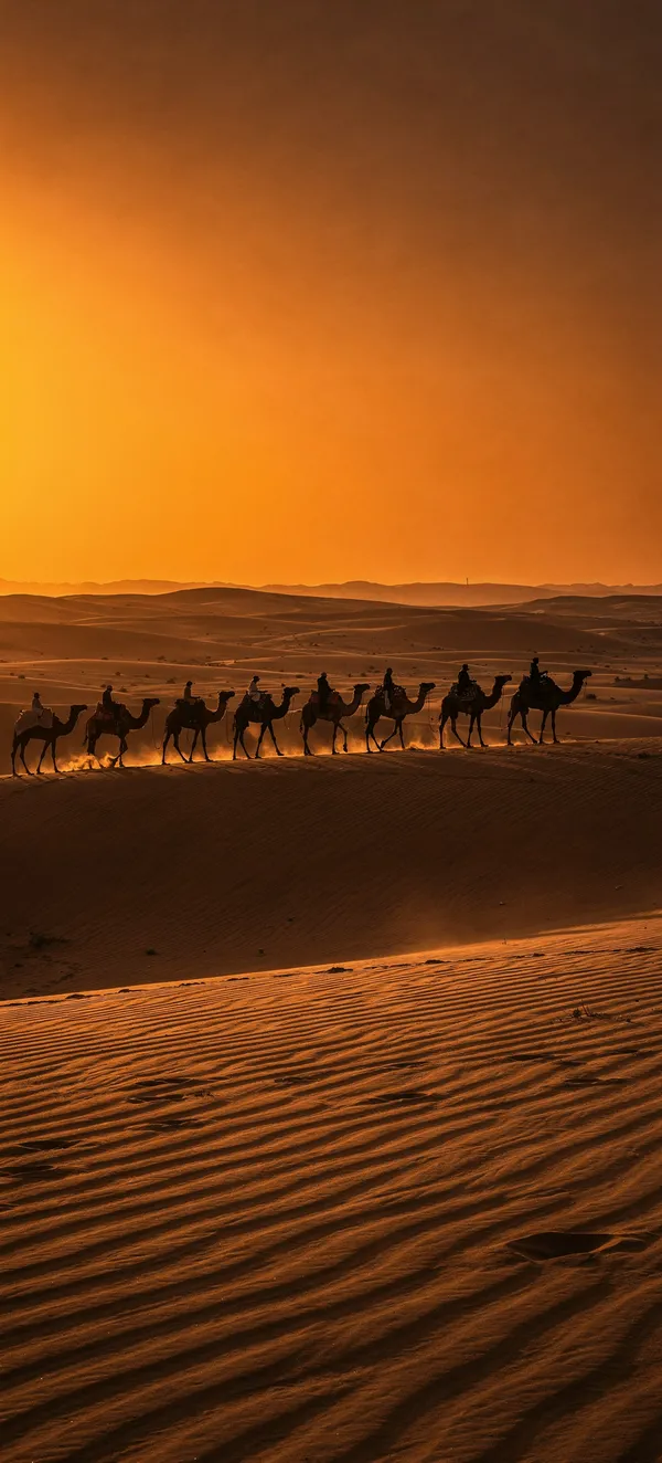 Sahara Sunset Camel Caravan