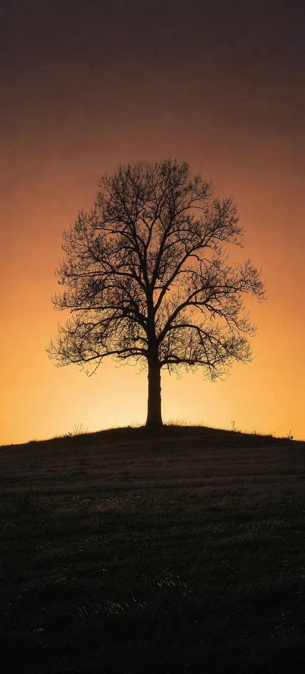 Lone Tree Sunset