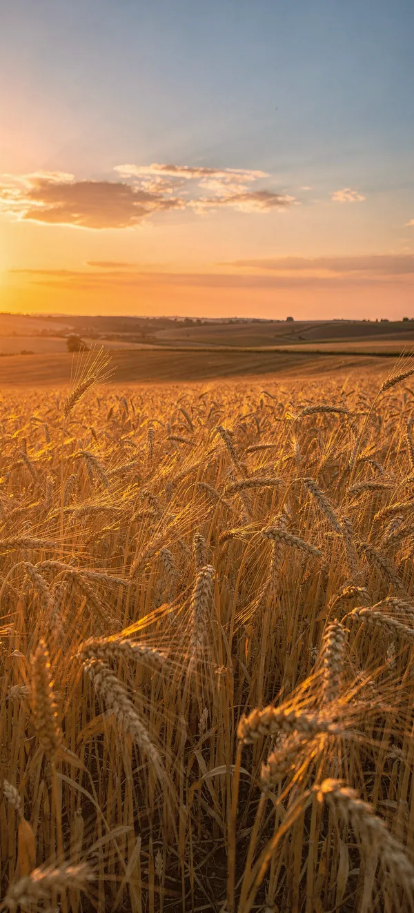 Golden Wheat Field Sunset