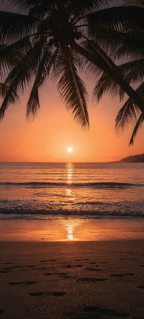 Tropical Sunset Palms