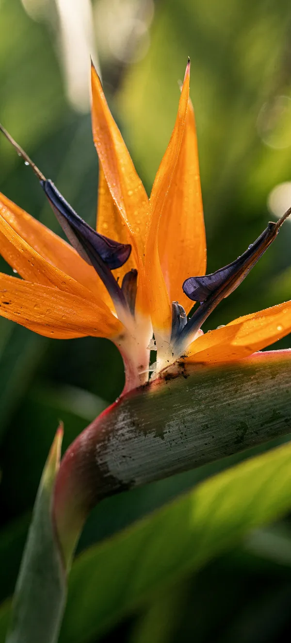 Bird of Paradise Flower