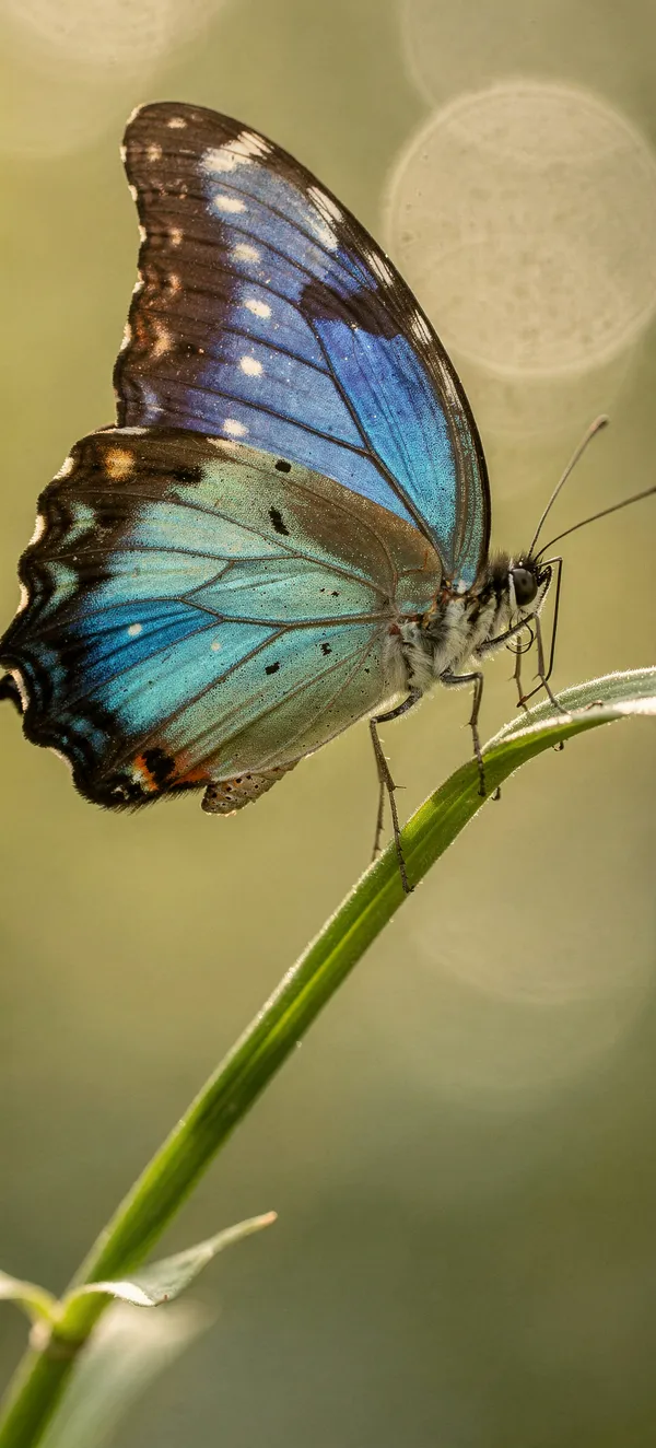Blue Morpho Butterfly Macro