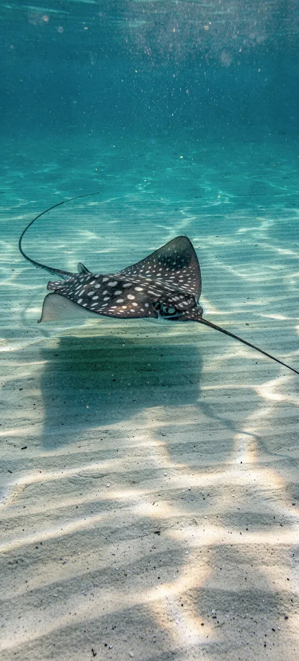 Eagle Ray Sand Flat