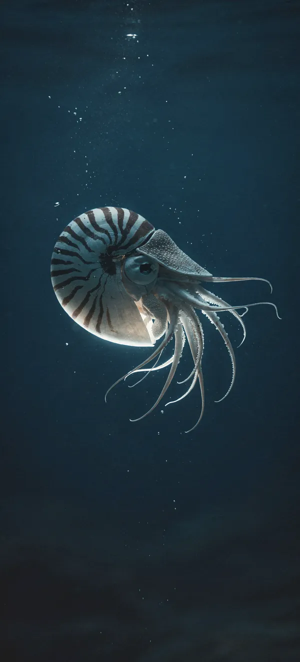 Glowing Nautilus Deep Sea